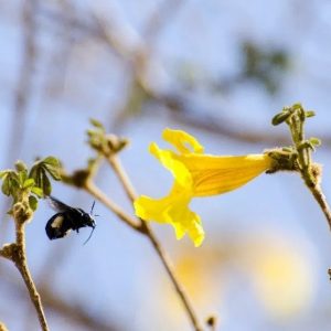 Exposição: BIOSFERA – A Multiplicidade da Vida
