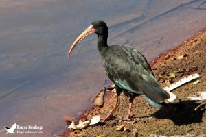 Isolamento permite aproximação de aves em Guaratinguetá
